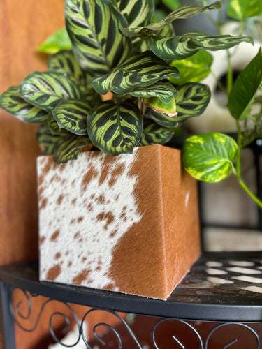 Plant Pot